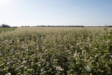 parlak renkli çiçek yaz
