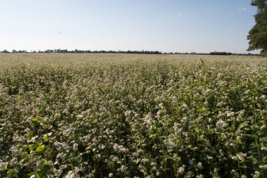 parlak renkli çiçek yaz