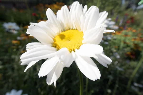 Ljusa Sommar Mångfärgade Blommor — Stockfoto