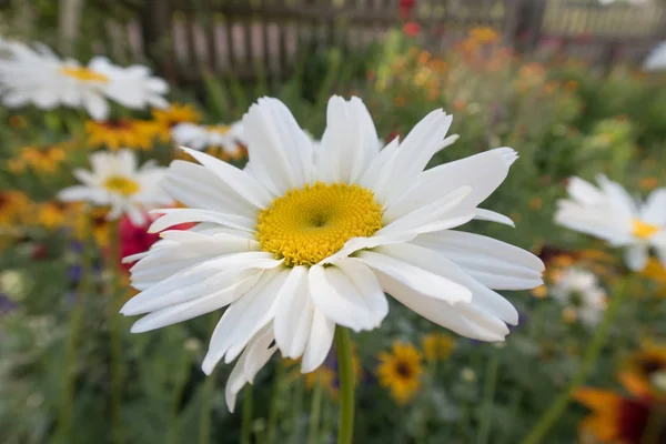 Fiori Multicolori Estivi Luminosi — Foto Stock