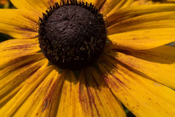 Lichte Zomer Veelkleurige Bloemen — Stockfoto