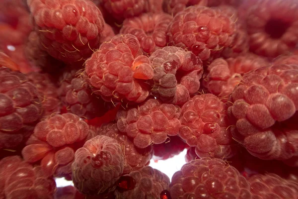 Framboises Rouges Fraîches Maison Sur Fond Blanc — Photo