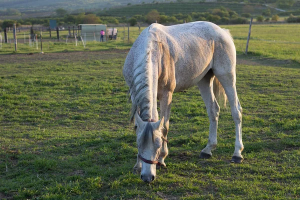 Caballo blanco alimentándose en el prado verde —  Fotos de Stock