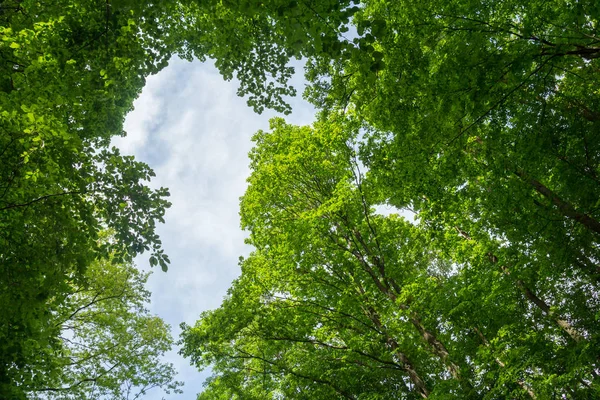 Grüne Blätter Baumkronen — Stockfoto