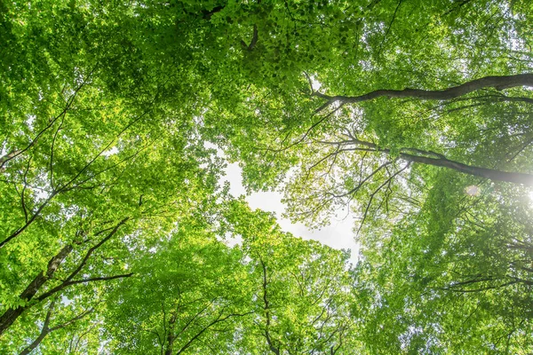 Zelené listy korunách stromů — Stock fotografie