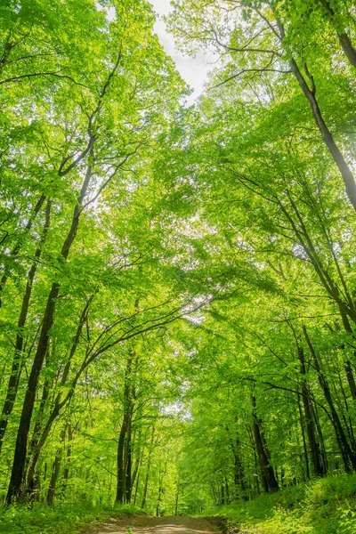 Jarní zelený les — Stock fotografie