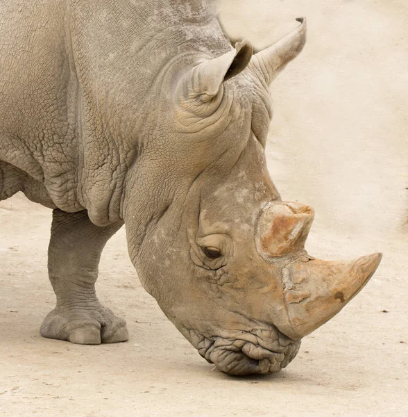 Rhinocero head closeup — Stock Photo, Image