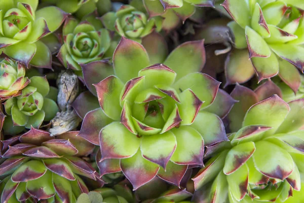 Sempervivum tectorum succulent plant — Stock Photo, Image