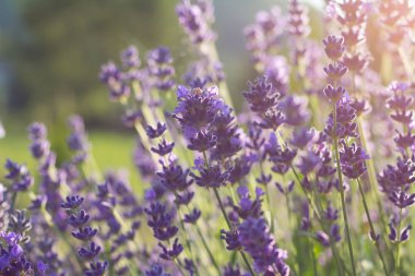 Lavanta çiçekleri yakın plan