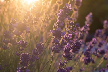 arka ışık güneş parlama ile bahçede lavanta çiçekleri