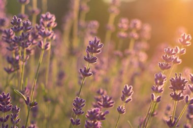 lavanta çiçekleri günbatımı