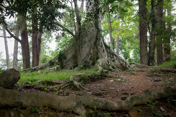 Παλιό δέντρο στο τροπικό δάσος — Φωτογραφία Αρχείου