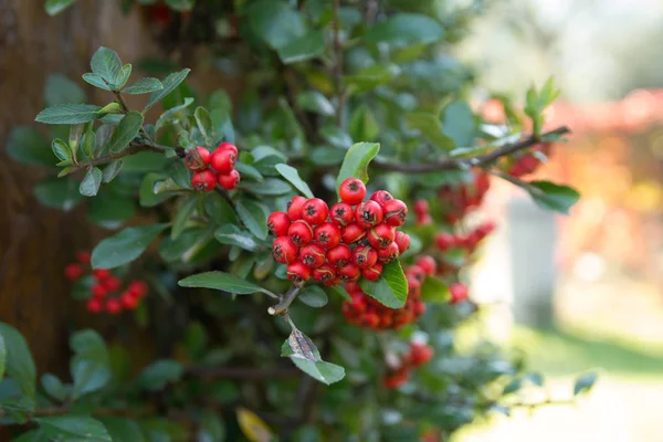 Bagas Rowan na árvore Rowan. Sorbus aucuparia. — Fotografia de Stock