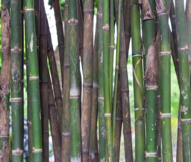 Bambu orman portre