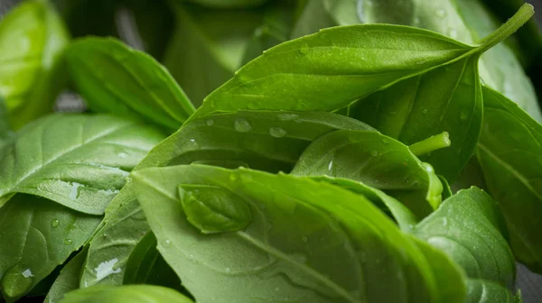 Albahaca Hojas Verdes Frescas Primer Plano —  Fotos de Stock