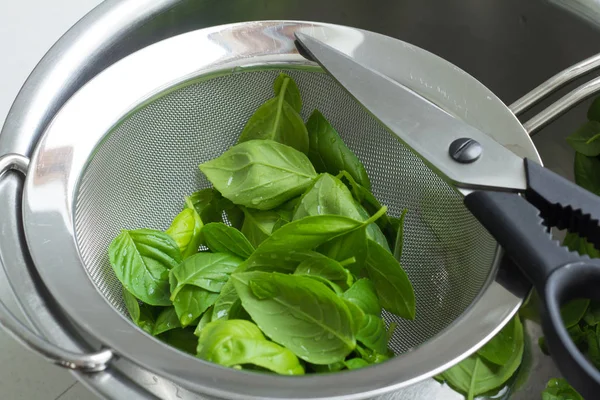 Basil leaves and scissors — Stock Photo, Image