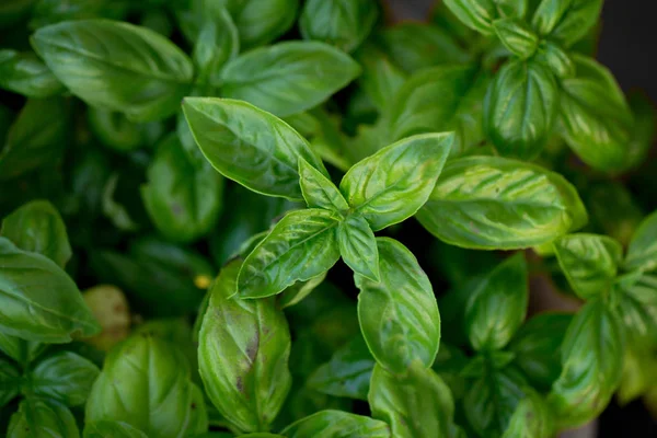 Feuillage luxuriant d'herbes de basilic — Photo