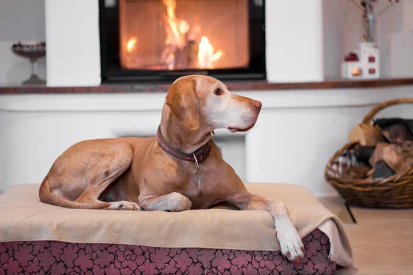 senior dog resting near fireplace
