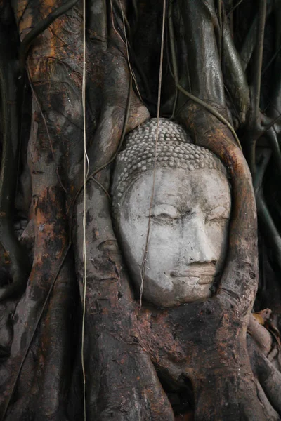 Boeddha hoofd in boom, Ayutthaya — Stockfoto