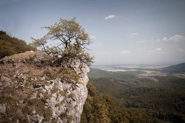 Μοναχικό δέντρο μεγαλώνει στην κορυφή βουνού — Φωτογραφία Αρχείου