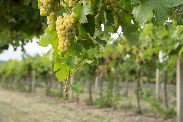 Ripe grapes ready for harvest — Stock Photo, Image