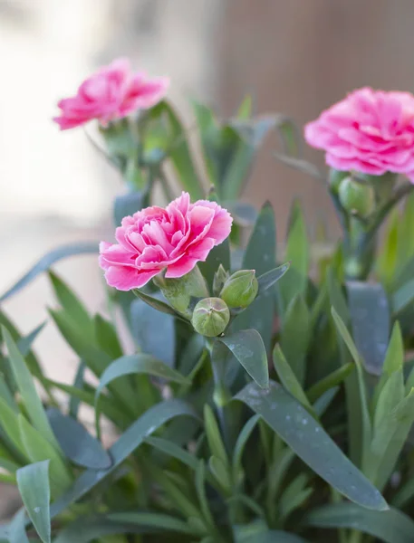 Roze teentje bloem — Stockfoto