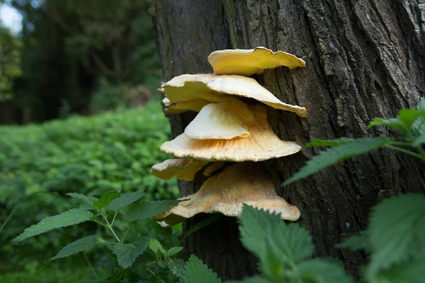 Hongos creciendo en el árbol —  Fotos de Stock