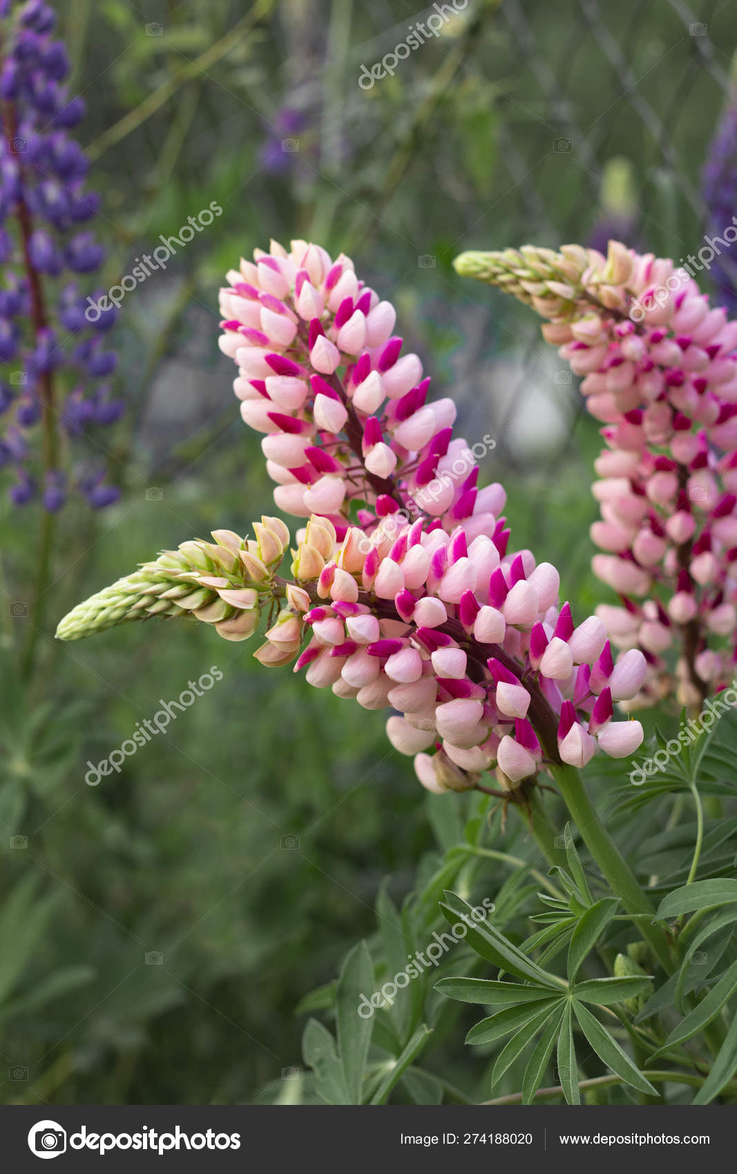 IMMAGINI LUPIN GRATIS DA SCARICA