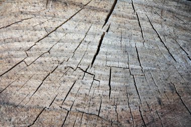 ağaç güdük ahşap doku