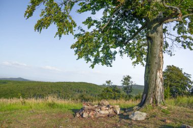 Yalnız ağaç çayır üzerinde