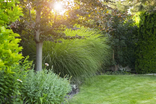 Jardin d'été avec arbres et plantes décoratifs — Photo