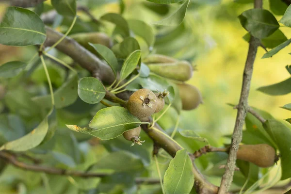 Poires poussant sur une branche à faible profondeur de champ — Photo