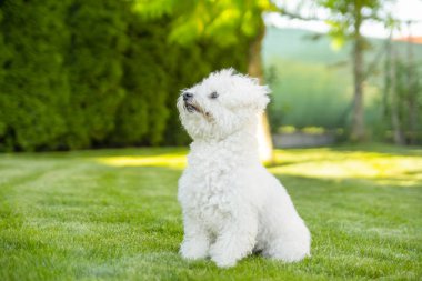 Bichon Frise köpek bahçede çim üzerinde oturan