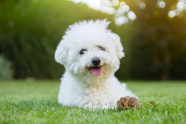 Bichon Frise cane sdraiato sull'erba con la lingua fuori Immagini Stock Royalty Free