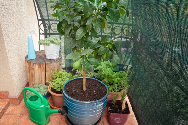 herb and flower garden built on terrace or balcony