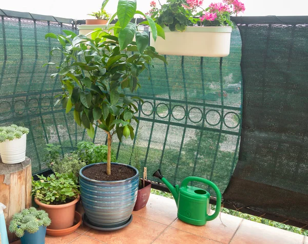 Limonero creciendo en maceta en balcón Imagen De Stock