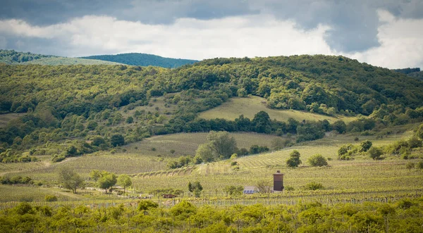 Romantische Frühlingslandschaft in den Weinbergen von Pezinok — Stockfoto
