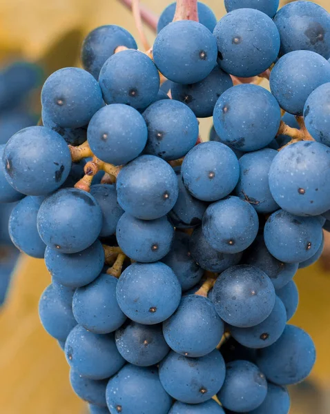 Bunch of blue grapes — Stock Photo, Image