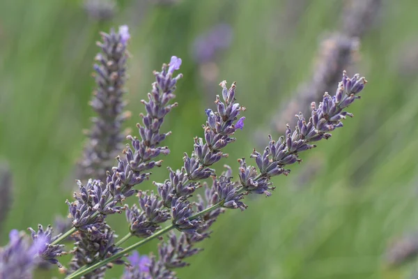 Lavender flower closeup Stock Photo