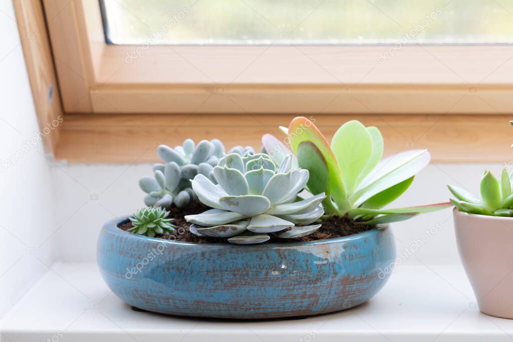 succulent plants in interior on window sill