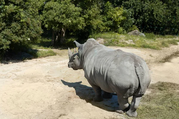 White rhinoceros from the back — Stock Photo, Image