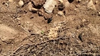 böcek böcek tarama fauna böceği