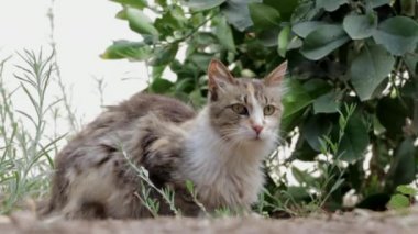 kedi kedi hayvan evde beslenen hayvan ev kedisi