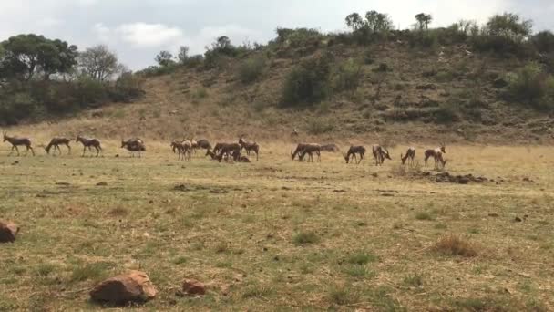 África Animales Desierto Vida Silvestre — Vídeos de Stock