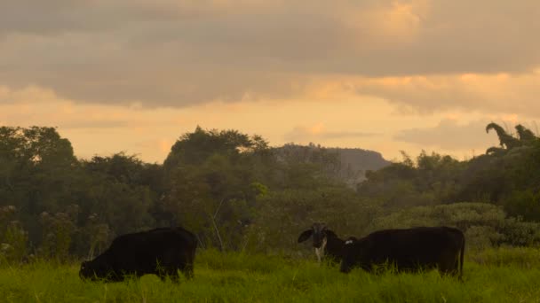 Vacas Granja Mamíferos Rurales — Vídeos de Stock