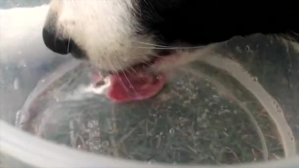 Cão Beber Língua Animal Sede — Vídeo de Stock