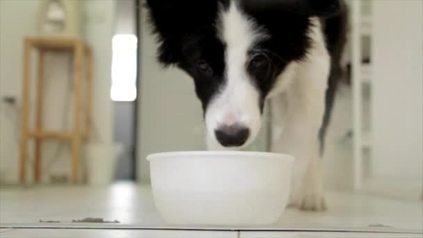 Perro Beber Alimentos Para Mascotas Sediento — Vídeos de Stock