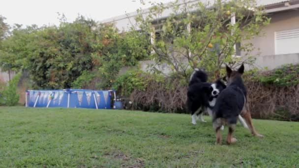 Hunde Spielen Zwei Haustiere Hund — Stockvideo