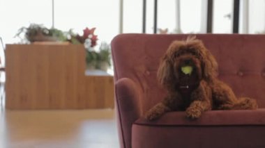 Kaniş köpek tenis topu getirme kanepe