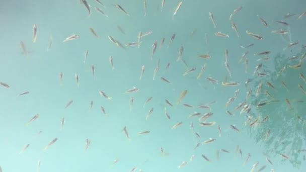 Ψάρια Δεξαμενή Σμήνος Πολλά Μικρά — Αρχείο Βίντεο